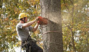 Forest Valley Tree & Turf