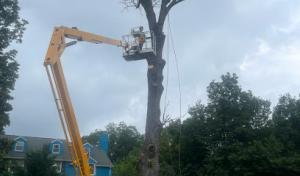 Jones Tree Services