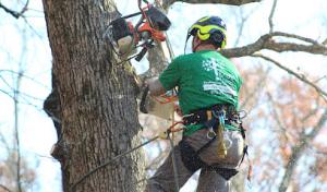 KnowTrees, LLC. Professional Tree Service