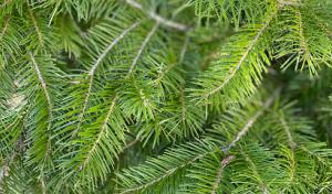 Julie Collins - Consulting Arborist & Tree Health Services