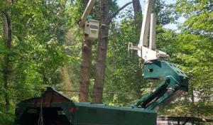 AAA Tree Service