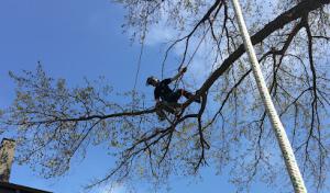 Northern Arborist
