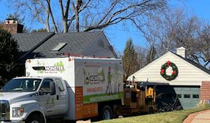 Monster Tree Service of Alexandria