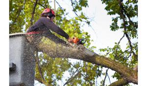 Tree Service Mountain View