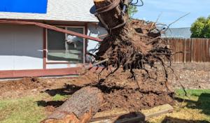 Corona Tree Service of Milpitas