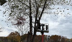Total Tree Services