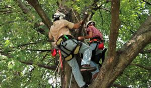 Woodlawn Trees & Tree Care