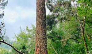 Williams Tree Service