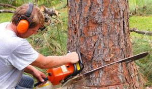 Ron's Tree Service & Firewood