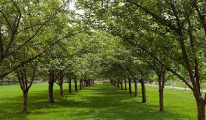 Hometown Tree Service