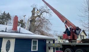 Rangel Brothers Tree Service