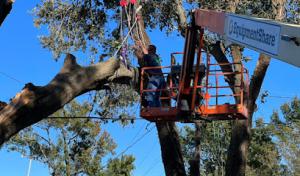 Carolina Tree Trimmers
