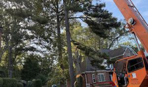 Queen City Tree Service