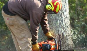 R Watkins Tree Service