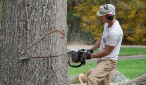 Woodpecker Tree Service
