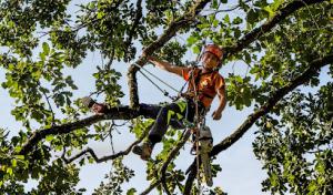 Scenic City Arborists