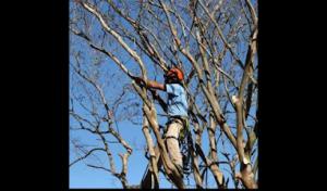 Bay Tree Care
