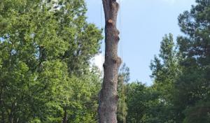 Burkey's Tree Service