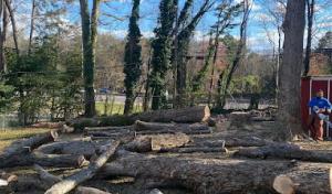 Miguel valle tree service & stump grinding