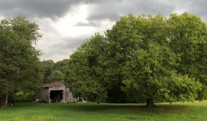 Mark Tuttle Tree Services