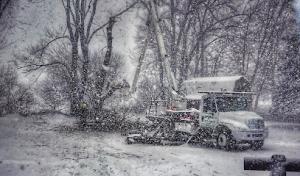 Edmonds Tree Service