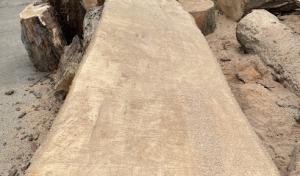 Gabe Riley. The Tree Doctor