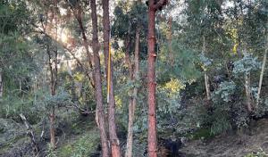 Tree of Life Tree Services