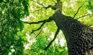 Tree Service San Clemente