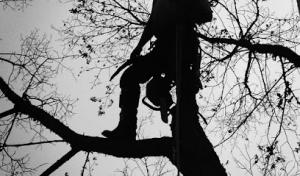 Precision Landscape & Tree