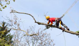 Tree Removal Today of St Paul