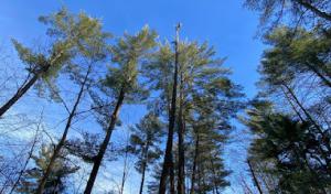 RC Tree Services – A Division of AOS