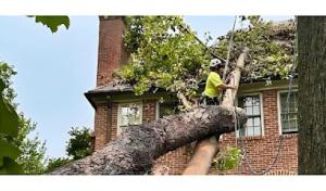 Chapingo Tree Care Specialists