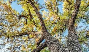 Weber Davis Tree Service