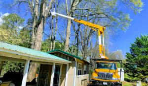 Top Notch Tree Management