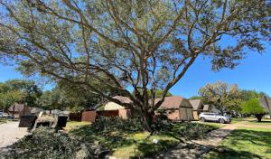 All Zone Tree Service