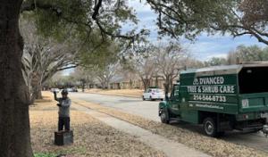 Advanced Tree & Shrub Care