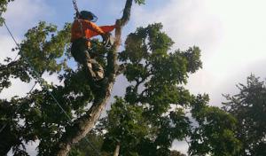 Treemendous Tree Care