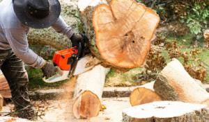 Sexton Tree & Outdoor Services