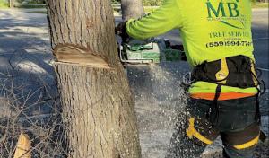 Maldonado Brothers Tree Service