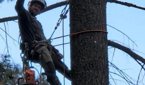 Specialty Tree Services
