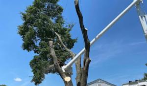 Certified Arborist 55 Years 3 Generation Experience ISA Certified International Society Of Arboriculture Arborist Reports