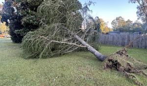 Gray's Tree & Landscape