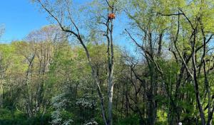 McCullough's Tree Service