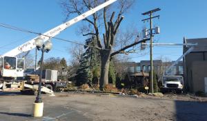 Total Tree Service Experts of Allen Park