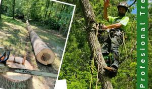 Sweet Carolina Tree Care