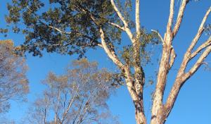 Timber Pros Tree Service