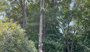 Lednew Tree Care