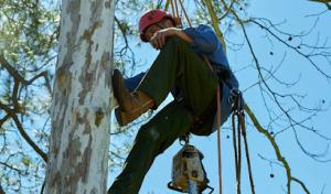 Tree Care Inc - Houston