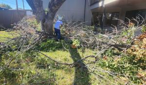 Burris Tree Service