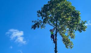 Bubba Raye Arbor Pros